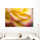 Dew Drops On A Rose Wall Mural