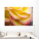 Dew Drops On A Rose Wall Mural