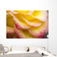 Dew Drops On A Rose Wall Mural