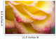 Dew Drops On A Rose Wall Mural