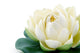 Lotus blossom Wall Decal