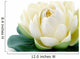 Lotus blossom Wall Decal