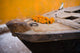 Flowers On Top Of Wooden Canoe Wall Mural