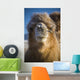 Bactrian Camel Wall Mural