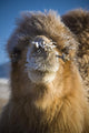 Bactrian Camel Wall Mural