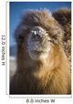 Bactrian Camel Wall Mural
