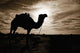 Silhouetted Camel, Sahara Desert, Douz, Tunisia Wall Mural