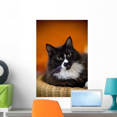 Portrait Cat Wall Mural shown on a wall