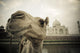 Camel In Front Of The Yamuna River And Taj Mahal Wall Mural