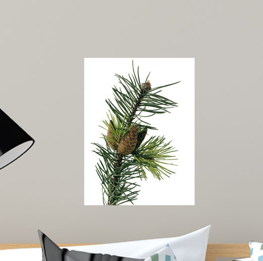 Pine