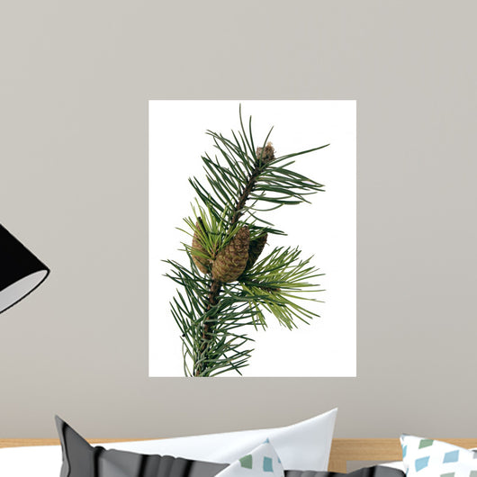 Pine