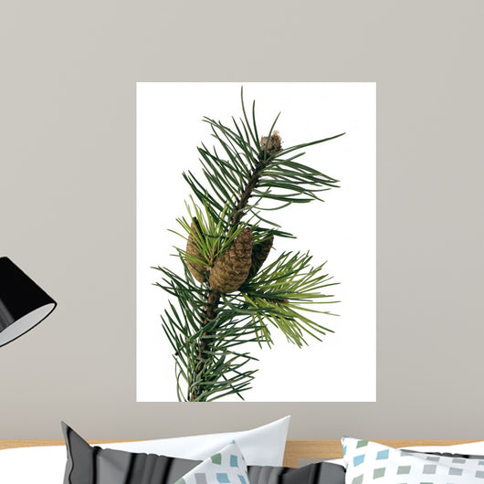 Pine