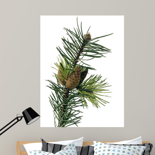 Pine