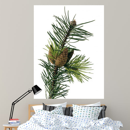 Pine