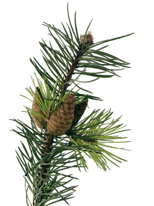 Pine