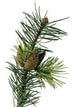 Pine