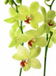 Yellow Orchid