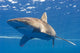 Longimanus