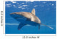 Longimanus