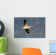 American White Pelican Wall Mural