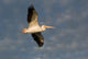 American White Pelican Wall Mural