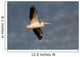 American White Pelican Wall Mural