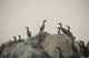 Birds On Rocks Wall Mural