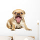 Chihuahua Dog on White Background Wall Decal