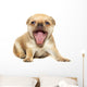 Chihuahua Dog on White Background Wall Decal