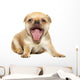 Chihuahua Dog on White Background Wall Decal