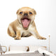 Chihuahua Dog on White Background Wall Decal