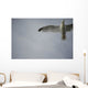 Seagull Wall Mural