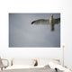 Seagull Wall Mural