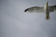 Seagull Wall Mural
