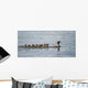 Duck And Ducklings Swimming In A Row Wall Mural
