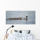 Duck And Ducklings Swimming In A Row Wall Mural