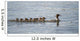 Duck And Ducklings Swimming In A Row Wall Mural