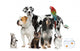 Pets Standing Front White