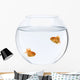 Two goldfish swimming in fish bowl in front of white background Wall Decal