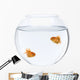 Two goldfish swimming in fish bowl in front of white background Wall Decal