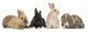Four Bunny rabbits Wall Decal