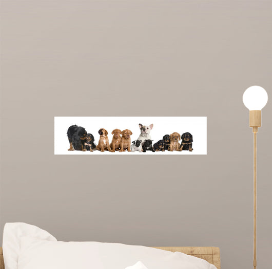 Dogs Sitting Front White
