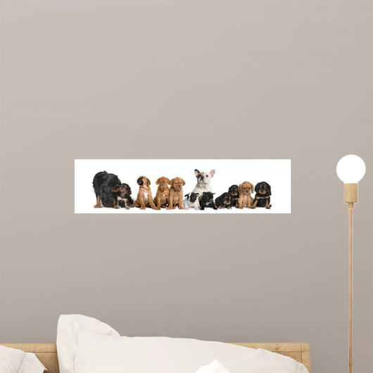 Dogs Sitting Front White