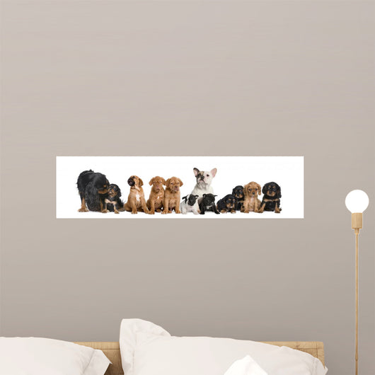 Dogs Sitting Front White