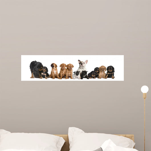 Dogs Sitting Front White
