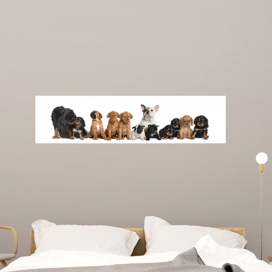 Dogs Sitting Front White
