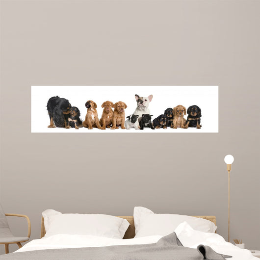 Dogs Sitting Front White