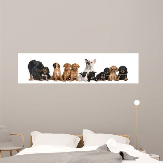 Dogs Sitting Front White