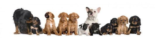 Dogs Sitting Front White