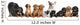 Dogs Sitting Front White